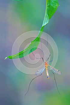 Crane fly