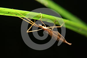 Close-up crane fly Tipula, Platytipula