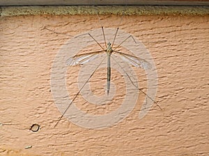 Close up of Crane fly on wall