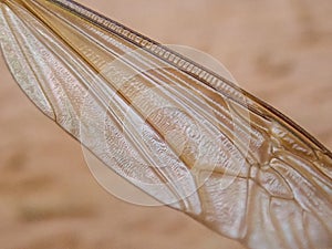 Close up of Crane fly wing on wall