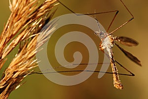 Close-up of cranefly