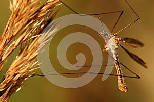 Close-up of cranefly photo