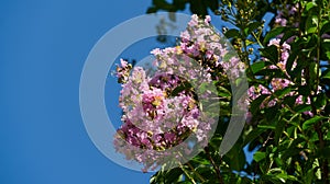 Close-up of Crape myrtle tree Lagerstroemia indica with light pink flowers on blue sky background. Lagerstroemia blossom