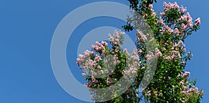 Close-up of Crape myrtle tree Lagerstroemia indica with light pink flowers on blue sky background. Lagerstroemia blossom