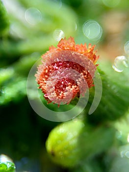 Close up crassocephalum crepidioides, also called fireweed, ebolo, thickhead, redflower ragleaf, sintrong, sentrong. Its fleshy, photo