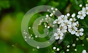 Close-up of crataegus monogyna