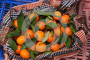 Close-up of a crate full of fresh tangerines with tree leaves