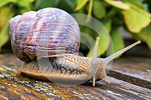 Close-up of a crawling Roman snail (Helix pomatia) on a background of wood with leaves in the background