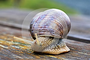 Close-up of a crawling Roman snail (Helix pomatia) on a substrate of wood in nature