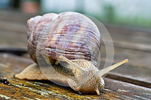 Close-up of a crawling Roman snail (Helix pomatia) on a substrate of wood in nature