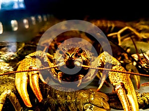 Close up. crayfish behind the glass aquarium