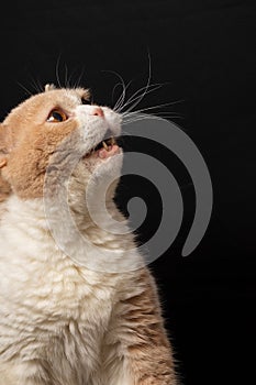 Close-up of cream british shorthair cat looking to the right, with open mouth, on black background, in portrait,