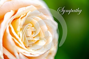 Close up of a creamy white rose flower with text sympathy