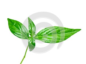 Close up The Creat plant,  Kariyat leaves with white background