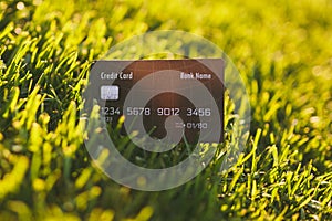 Close up credit bank black card on vibrant spring green fresh golf grass, sunshine lawn. Nature texture, green