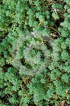 Close-up of a creeping stonecrop of thin Sedum gracile on a flow