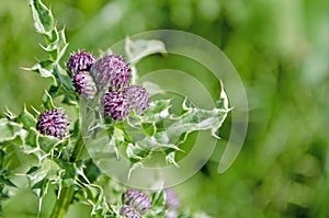 Close up of Creeping thistle. Cirsium arvense