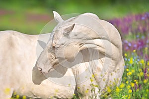 Close up cremello horse