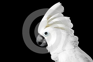 Close-up Crested Cockatoo alba, Umbrella, Indonesia, isolated on Black Background