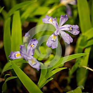 Close Up of Crested Dwarf Iris And Rain Drops