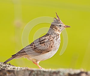 Close-up of a Crested Lark