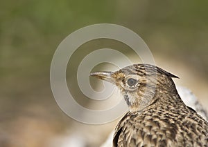 Close-up of a Crested lark (Galerida cristata)