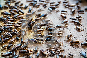 Close up of Crickets in farm, For consumption as food And used a
