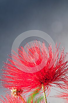 Close-up of crimson blossom of flower of Metrosideros excelsa, New Zealand