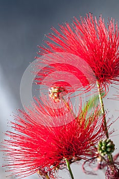 Close-up of crimson blossom of flower of Metrosideros excelsa, New Zealand