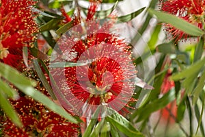 Close up of the Crimson bottlebrush flowers Callistemon citrinus