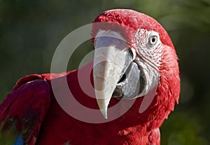 Close up of Crimson Macaw