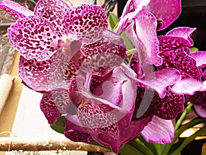 Close up of crimson phalaenopsis or orchid flowers photo