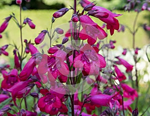 Close up of crimson red Penstemon `Schoenholzeri` Penstemon `Firebird beard-tongue in English cottage garden.