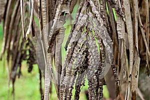 Close up of crinkled brown palm leaves