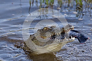 Close-up of a crocodile eating a big fish in Mankwe Dam, Pilansberg, South Africa photo