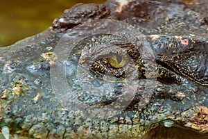 Close up of the crocodile eye in the pond at the mini zoo crocodile farm