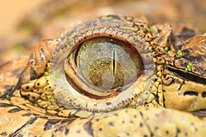 Close up of the Crocodile eye