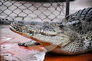 Close up Crocodile in farm, mouth and sharp teeth. Intense yellow eyes.