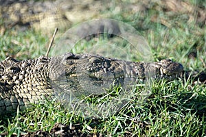 Close up of a crocodile in the grass