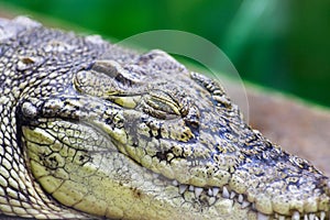 Close-up of a crocodile head with closed eyes. Sleeping Alligator Head