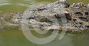 Close up of Crocodile head floating on the water surface.