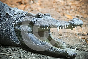 A Close Up of a Crocodile, Jaws Agape