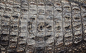 Close up crocodile leather texture