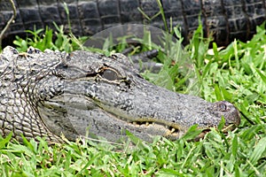 Close up of crocodile lying in grass