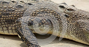 Close up of Crocodile open mouth.
