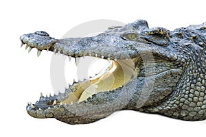 Close up crocodile with open mouth isolated white background