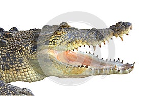 Close up of crocodile with open mouth showing teeth isolated