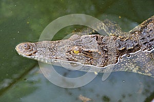 Close up crocodile while in the pool