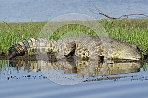 Close-up of crocodile on reed bed in Zambezi River