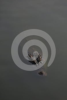 Close up crocodile is show head in river